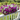 20 Bundles UV Resistant Artificial Pansy Flowers for Outdoors – Faux Silk Pansies with Eucalyptus Leaves for Garden, Porch, Patio, Front Yard & Home Decor (Purple & White)