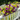 20 Bundles UV Resistant Artificial Pansy Flowers for Outdoors – Faux Silk Pansies with Eucalyptus Leaves for Garden, Porch, Patio, Front Yard & Home Decor (Purple, Yellow, White)